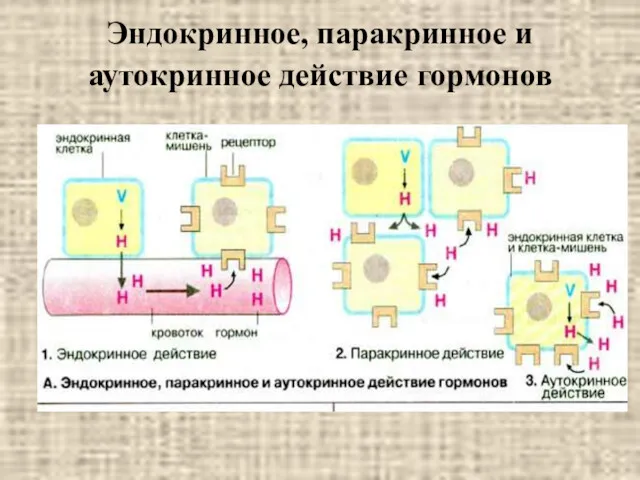 Эндокринное, паракринное и аутокринное действие гормонов