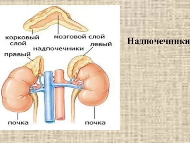 Надпочечники