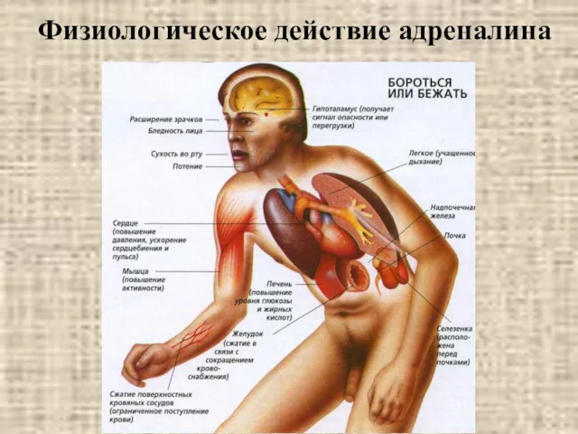 Физиологическое действие адреналина