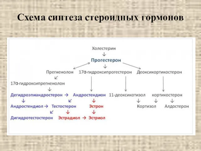 Схема синтеза стероидных гормонов