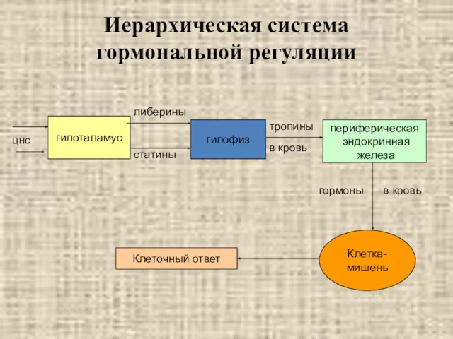 Иерархическая система гормональной регуляции гипоталамус гипофиз периферическая эндокринная железа Клетка-мишень Клеточный ответ либерины