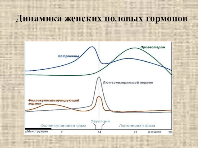 Динамика женских половых гормонов