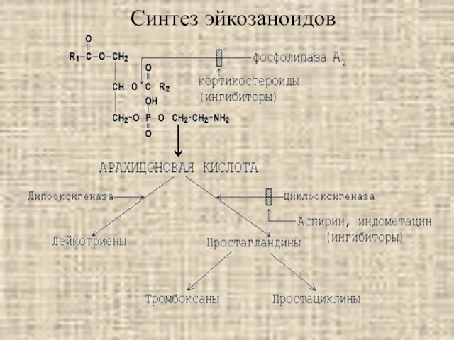 Синтез эйкозаноидов