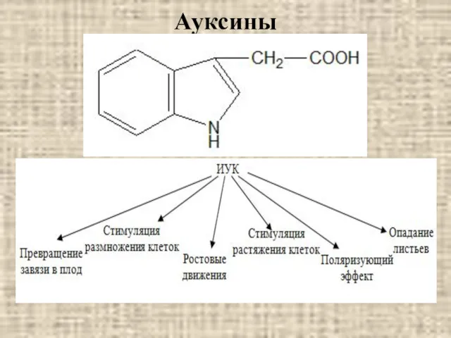 Ауксины