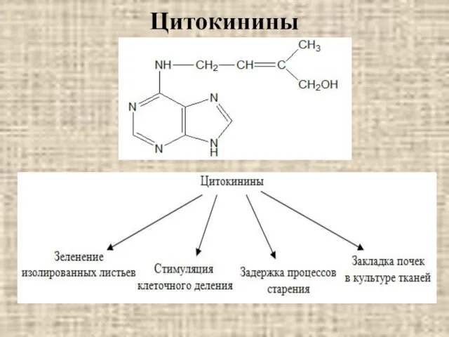 Цитокинины