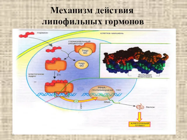 Механизм действия липофильных гормонов