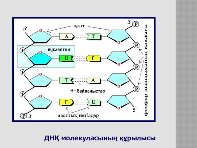 ДНҚ молекуласының құрылысы