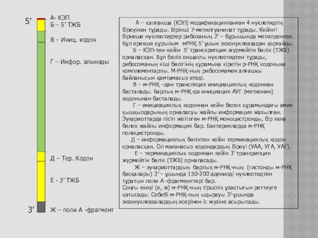 А- КЭП Б – 5’ ТЖБ В – Иниц. кодон