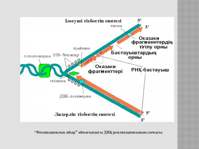 “Репликациялық айыр” аймағындағы ДНҚ репликациясының схемасы.