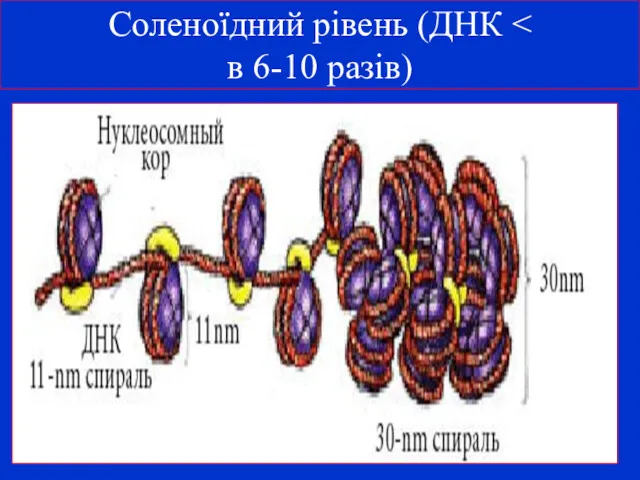 Соленоїдний рівень (ДНК