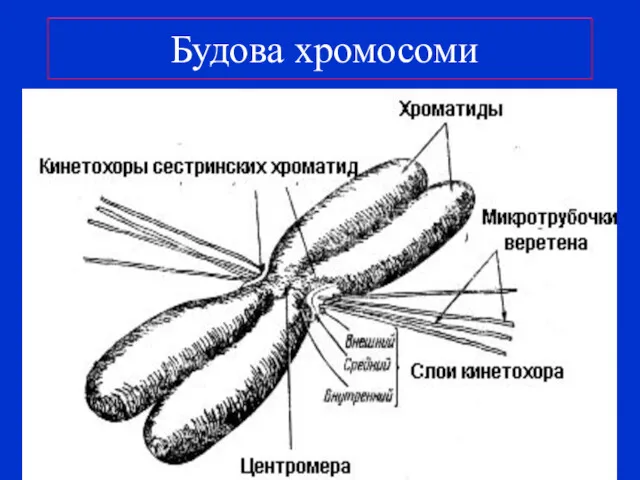 Будова хромосоми