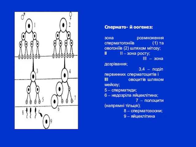 Спермато- й оогенез: зона розмноження сперматогоніїв (1) та овогоніїв (2)