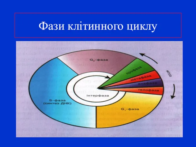 Фази клітинного циклу