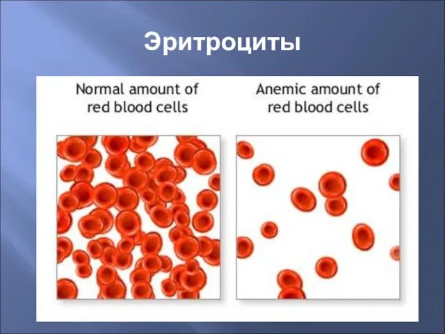 Эритроциты