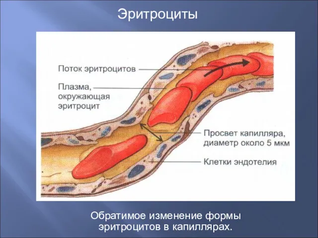 Эритроциты Обратимое изменение формы эритроцитов в капиллярах.