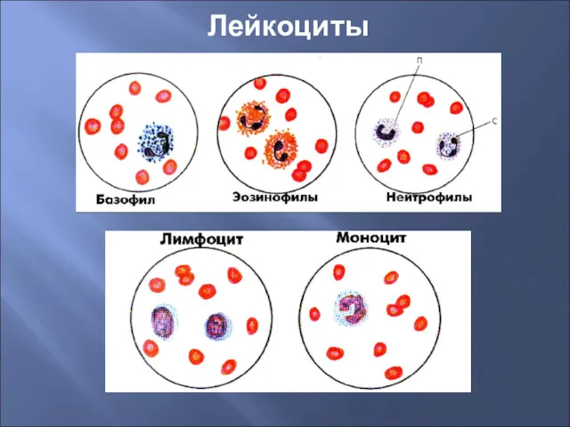 Лейкоциты