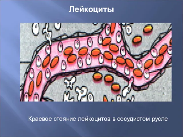 Лейкоциты Краевое стояние лейкоцитов в сосудистом русле