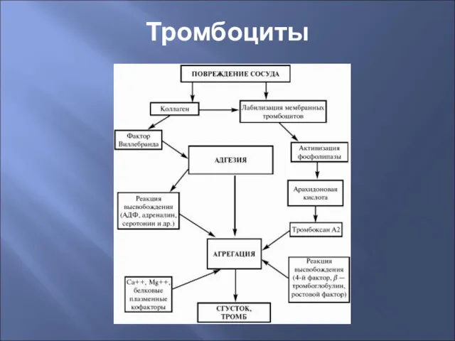 Тромбоциты