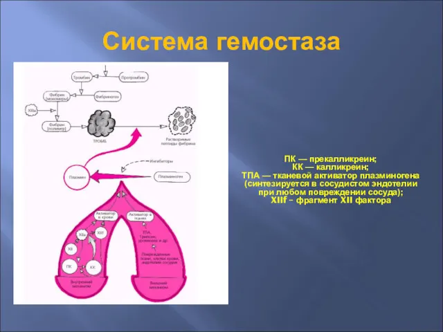 Система гемостаза ПК — прекалликреин; КК — калликреин; ТПА —