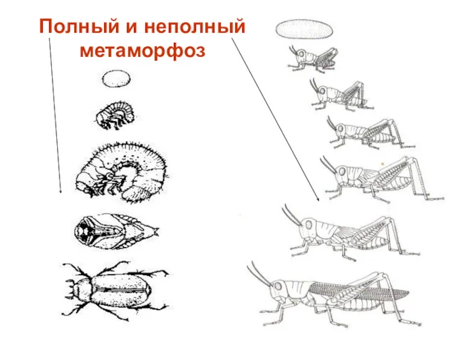 Полный и неполный метаморфоз