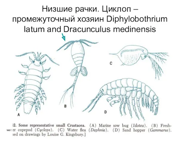 wat Низшие рачки. Циклоп – промежуточный хозяин Diphylobothrium latum and Dracunculus medinensis