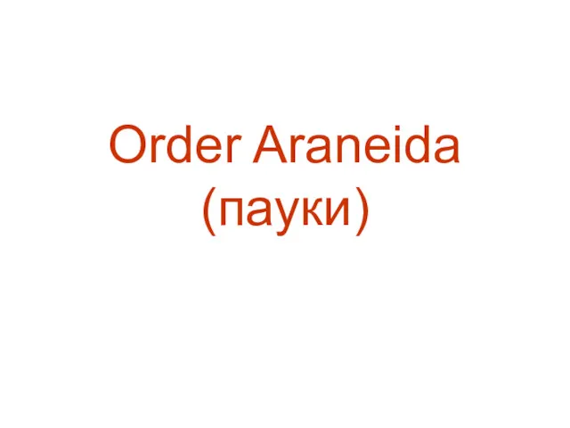 Order Araneida (пауки)