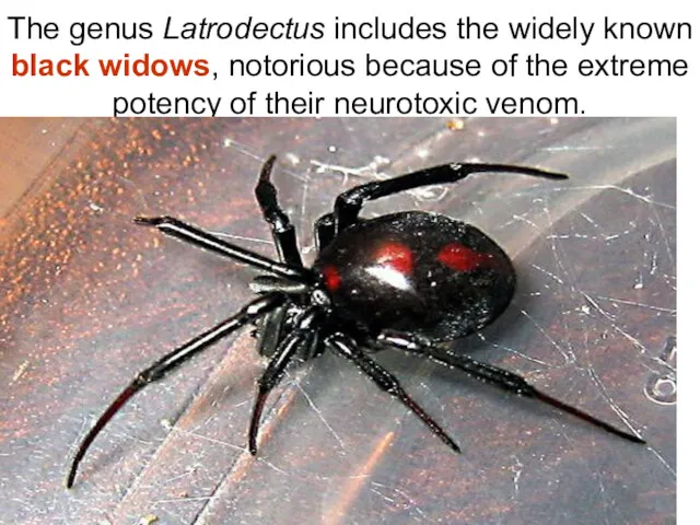 The genus Latrodectus includes the widely known black widows, notorious