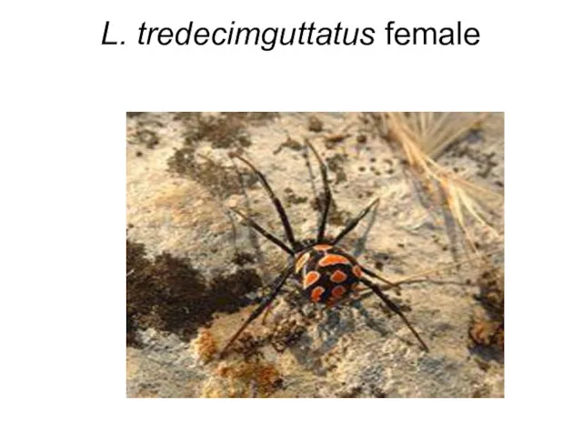 L. tredecimguttatus female