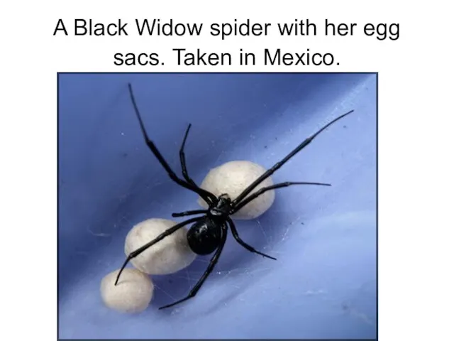 A Black Widow spider with her egg sacs. Taken in Mexico.