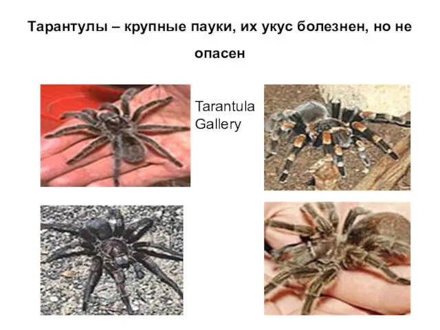 Тарантулы – крупные пауки, их укус болезнен, но не опасен Tarantula Gallery