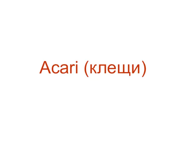 Acari (клещи)