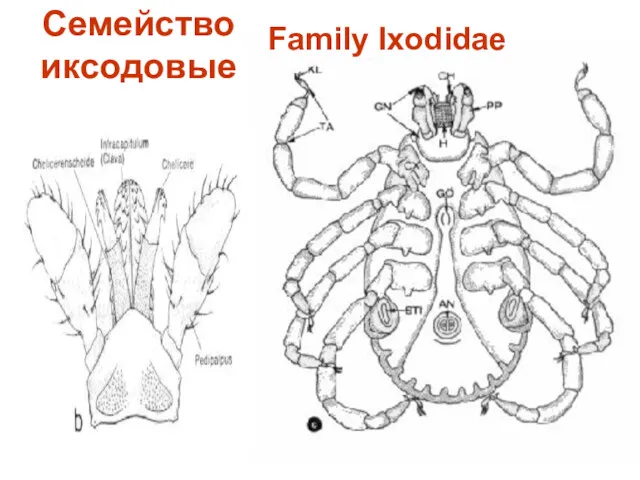Семейство иксодовые Family Ixodidae