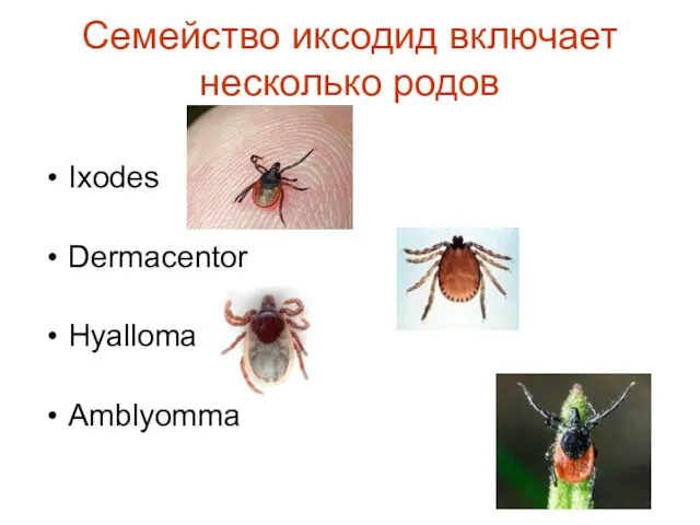 Семейство иксодид включает несколько родов Ixodes Dermacentor Hyalloma Amblyomma