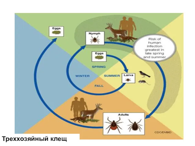 Треххозяйный клещ