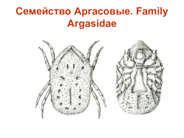 Семейство Аргасовые. Family Argasidae