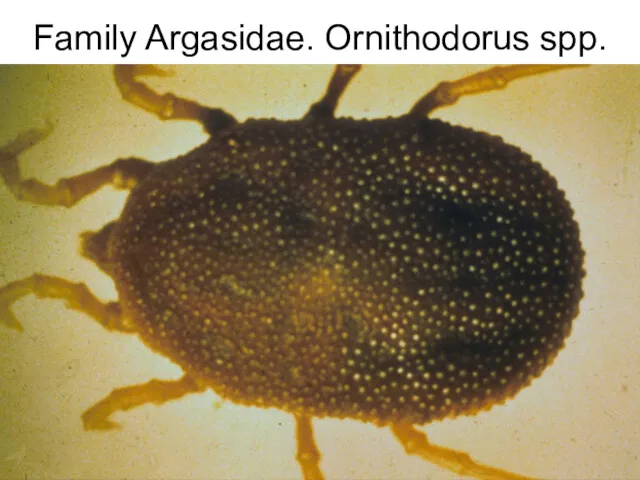 Family Argasidae. Ornithodorus spp.