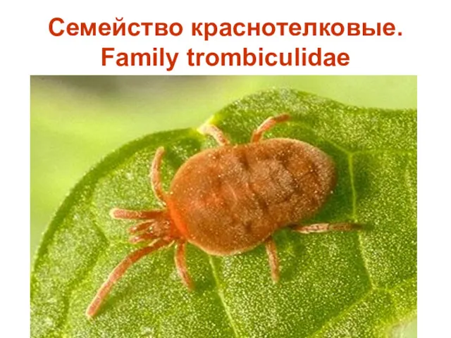 Семейство краснотелковые. Family trombiculidae
