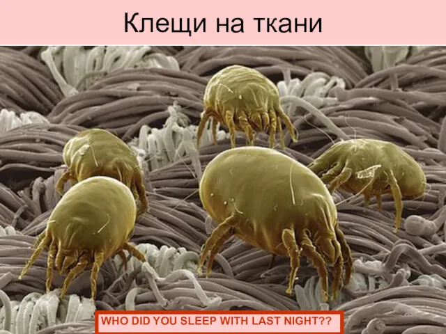 Клещи на ткани WHO DID YOU SLEEP WITH LAST NIGHT??