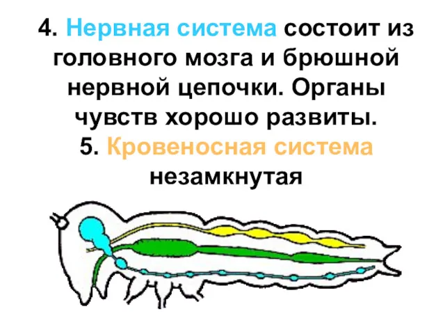 4. Нервная система состоит из головного мозга и брюшной нервной