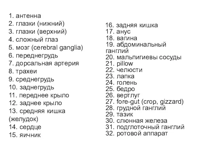 1. антенна 2. глазки (нижний) 3. глазки (верхний) 4. сложный