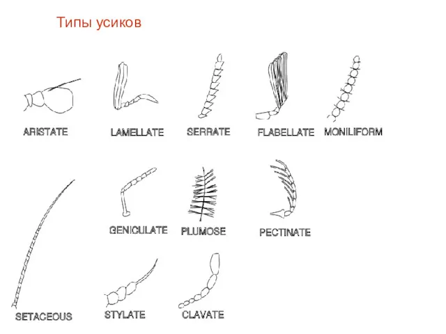 Типы усиков