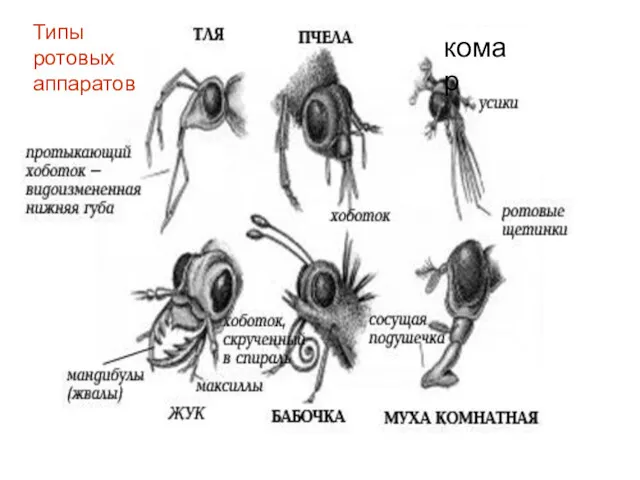 Типы ротовых аппаратов комар