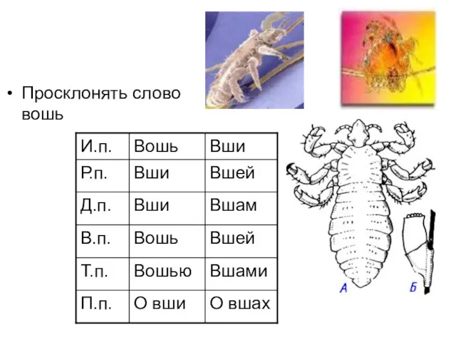 Просклонять слово вошь