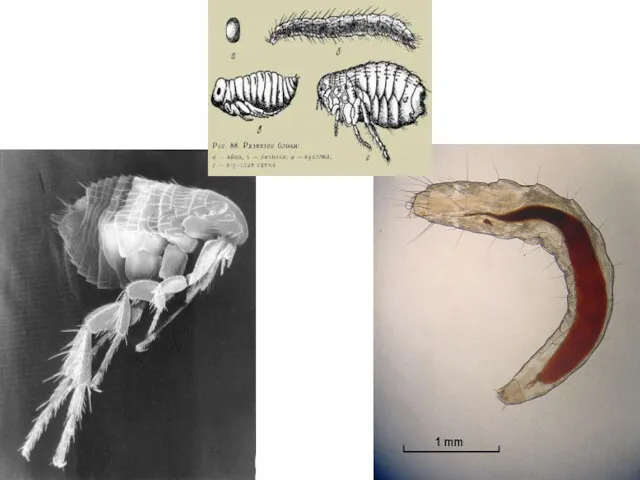 Diagram of a Flea