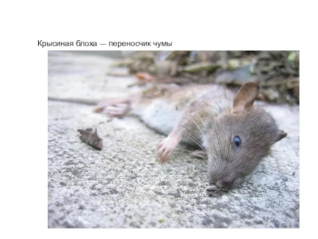 Крысиная блоха – переносчик чумы