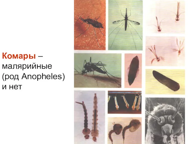 Комары – малярийные (род Anopheles) и нет