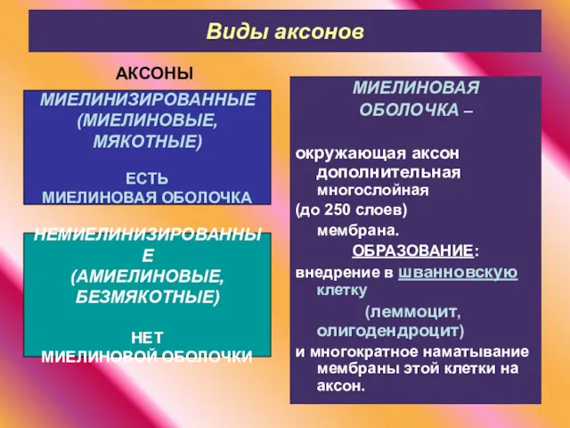 Виды аксонов АКСОНЫ МИЕЛИНОВАЯ ОБОЛОЧКА – окружающая аксон дополнительная многослойная