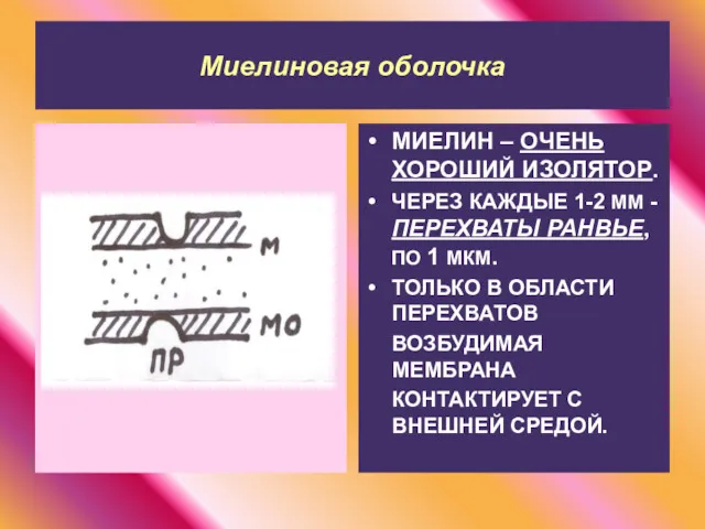 Миелиновая оболочка МИЕЛИН – ОЧЕНЬ ХОРОШИЙ ИЗОЛЯТОР. ЧЕРЕЗ КАЖДЫЕ 1-2