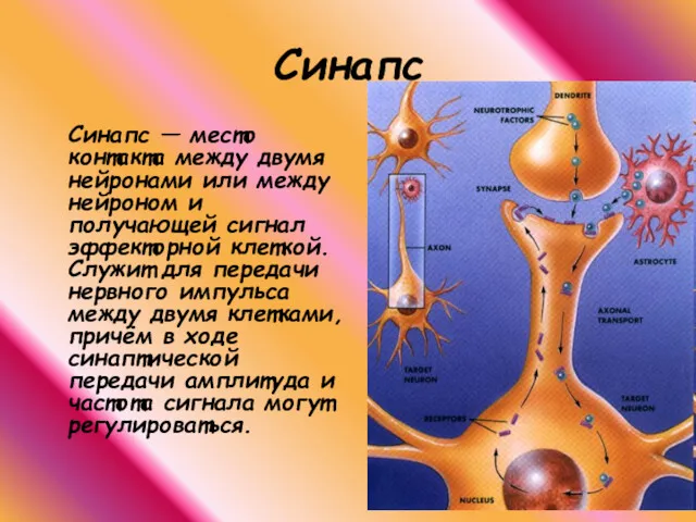 Синапс Синапс — место контакта между двумя нейронами или между