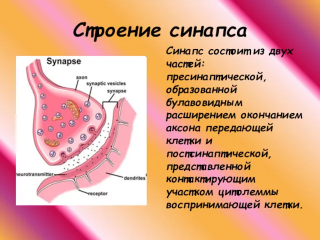 Строение синапса Синапс состоит из двух частей: пресинаптической, образованной булавовидным